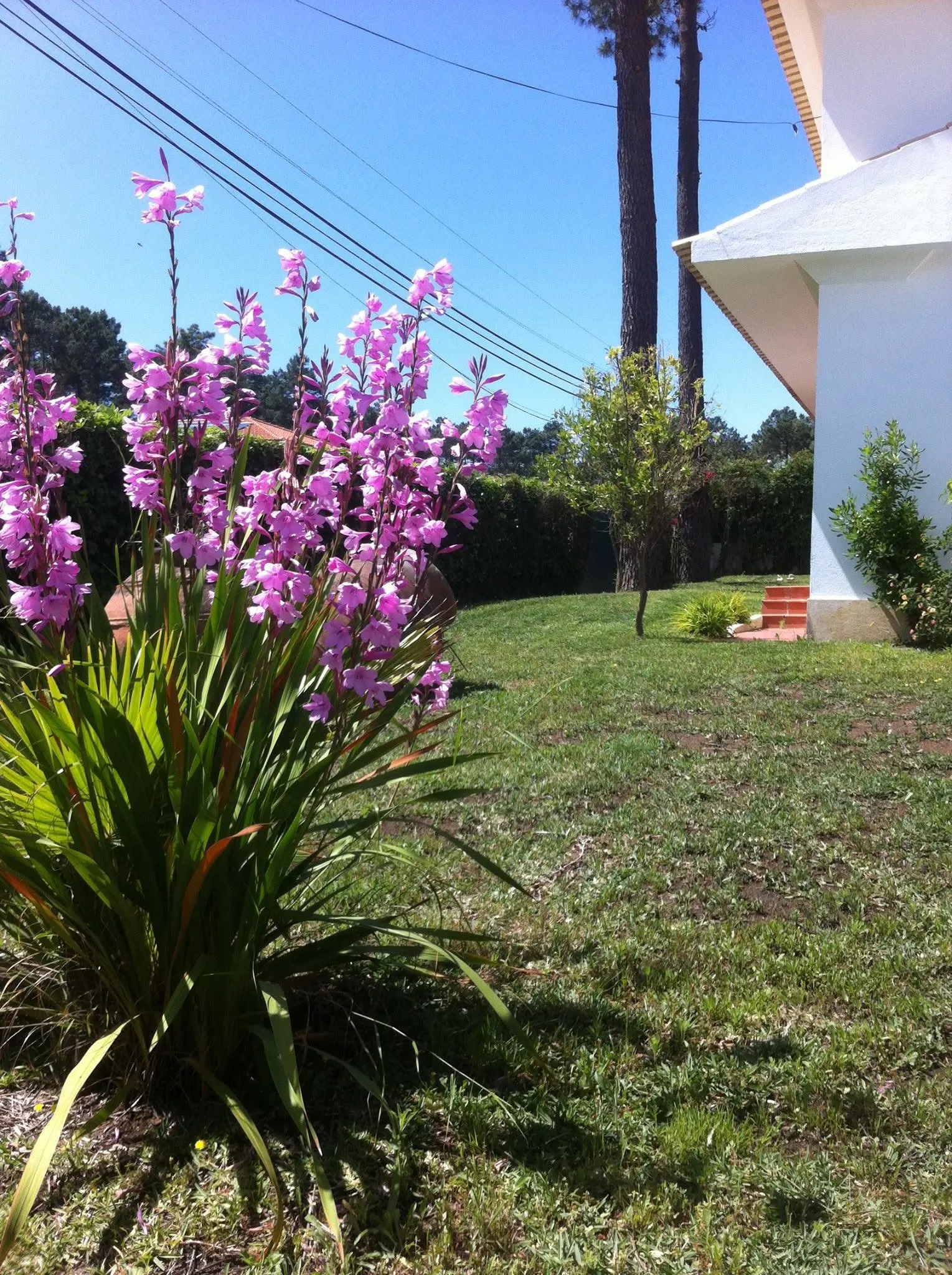 Manutenção de Jardins