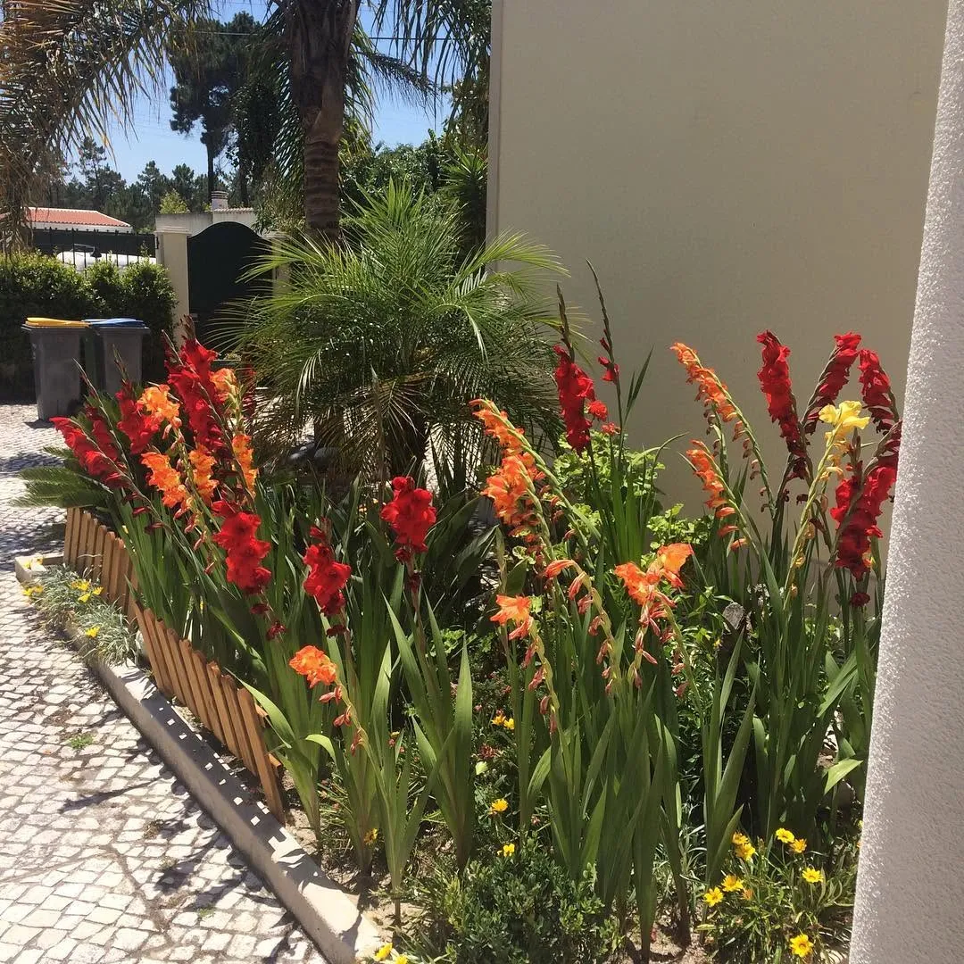 Jardim florido