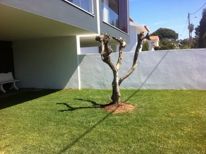 Tratamento Jardim